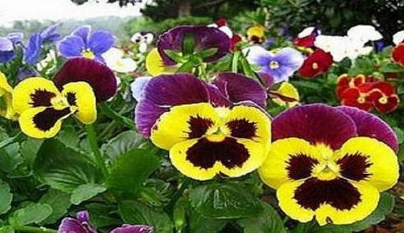 幻想之花的花语（探索幻想世界的奇妙之花）