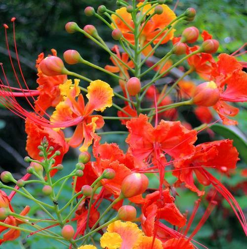 吉祥如意之花语奇葩（以梅花花语为主题）