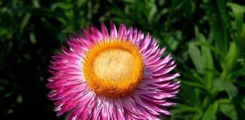 记忆如花花语之道（以忘忧草为例）
