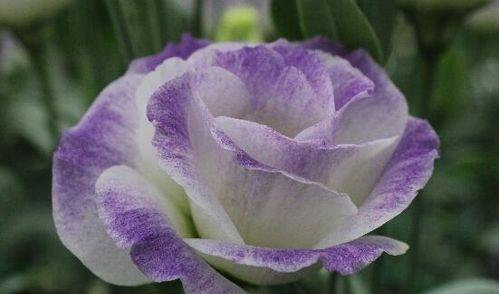 坚韧不拔的力量——以牵牛花的花语为主题的文章（绽放生命的力量）