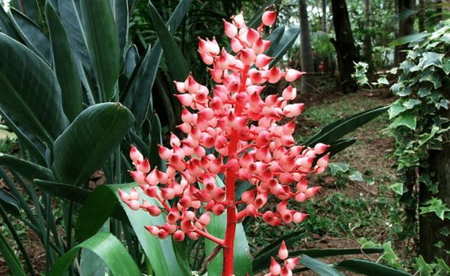 花语金榜题名——以何种花的花语来写文章（探寻花语中的吉祥寓意）