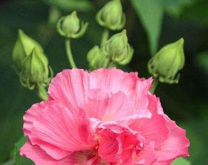 拒绝之花——以玫瑰花为例解读拒绝的花语（拒绝与无奈）