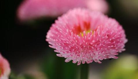 拒绝之花——以玫瑰花为例解读拒绝的花语（拒绝与无奈）
