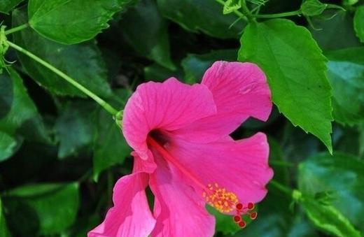 可爱花语之缤纷花朵（探寻可爱的花语）