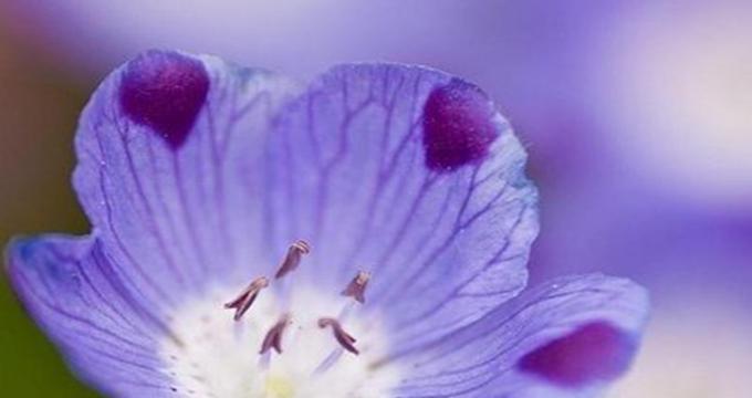 宽恕之花（用仁慈与宽恕的花语）
