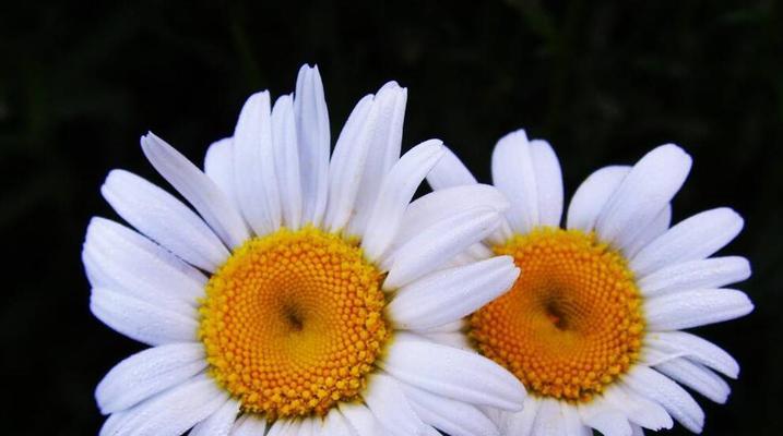 宽恕之花（用仁慈与宽恕的花语）