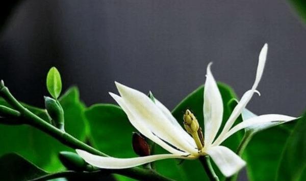 忏悔之花（以紫罗兰为主题的花语）