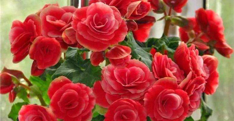 无情的花开（冷漠无情的花朵展现人世间的残酷）