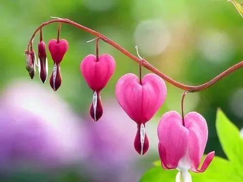 离别之爱（百合花的花语揭示离别的爱情真谛）