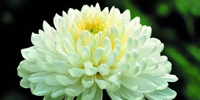 离别之爱（百合花的花语揭示离别的爱情真谛）