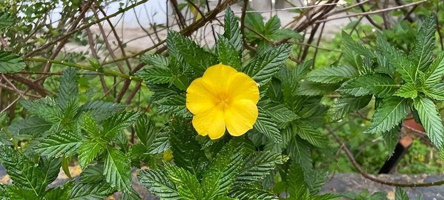 告别的花语——以百合花为主题的离别之恋（揭秘百合花的离别祝福语与寓意）