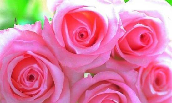用百合花的花语探究人与人之间的理解之道（百合花语的深意与人际交流的启示）