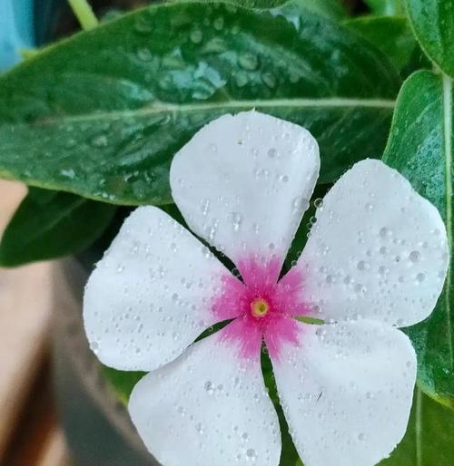 轮回之花（莲花的花语及其在生命轮回中的象征意义）