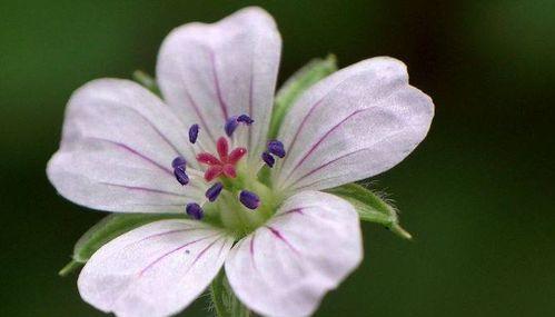 轮回之花（莲花的花语及其在生命轮回中的象征意义）
