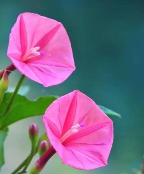 轮回之花（莲花的花语及其在生命轮回中的象征意义）