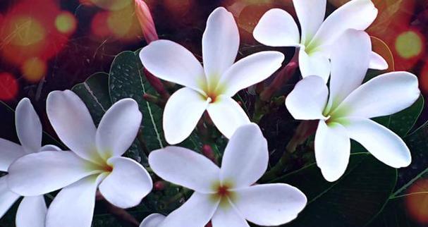 美丽如花的花语（揭示不同花的美丽之花语）