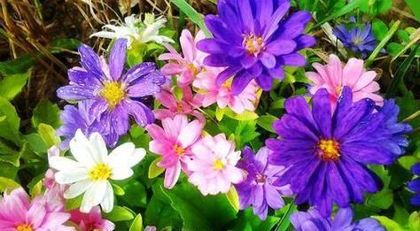 默默守护的爱——以白玫瑰花语为主题的文章（花开寄情）
