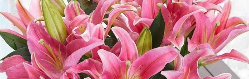 母爱的花语——以康乃馨为主题（康乃馨）