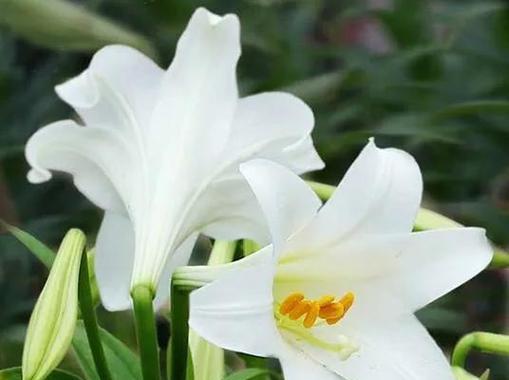 母爱的花语——以康乃馨为主题（康乃馨）