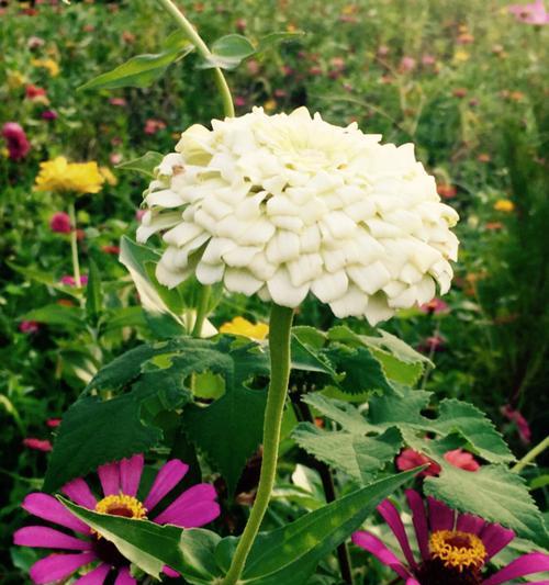 友谊花园中的陪伴之花（以风信子为象征的友谊之美）