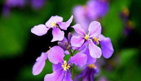 平淡简单的花语——百合花（百合花的清新与纯粹）
