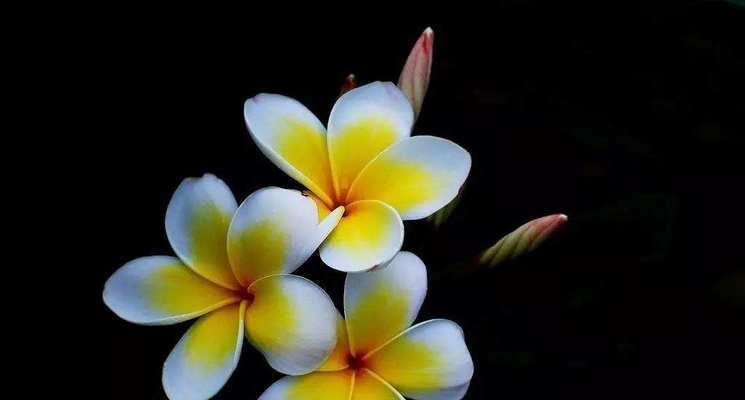 和平百合，平平安安（花开花落间）