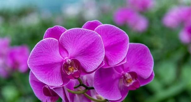 奇迹绽放，花语之谜（以百合花的花语探索奇迹）