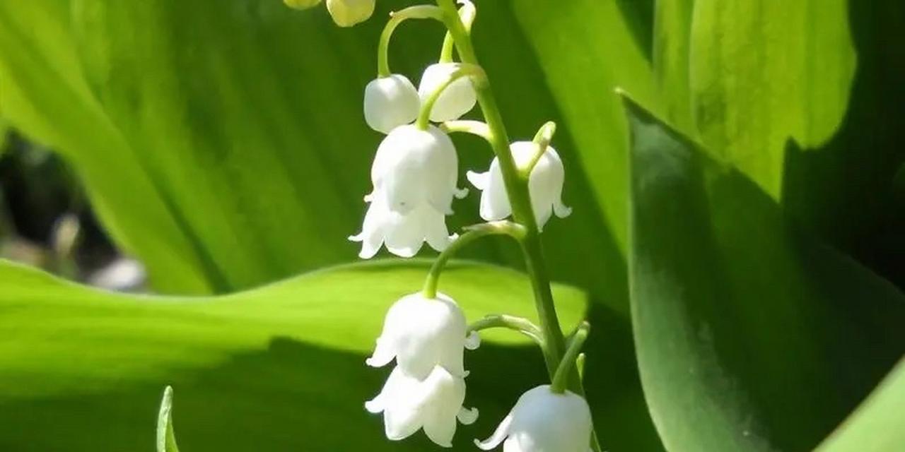 深情绽放——以红玫瑰花语为主题的文章（用红玫瑰传递深情）