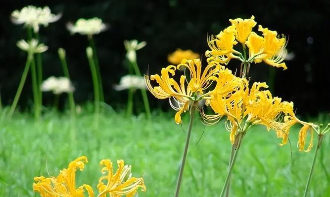 揭秘神秘花语——以铁线莲为主题（探寻铁线莲花语的秘密）