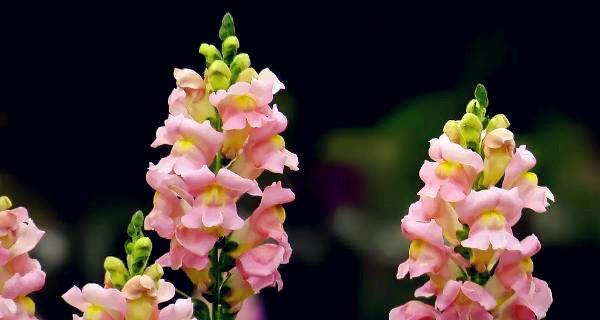 以菊花的花语为主题的文章（菊花的花语揭示生命的真谛）