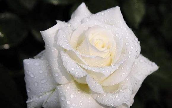 失望之花——以雏菊的花语为主题的文章（雏菊代表的失望与无奈）
