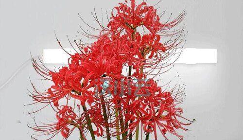 失望之花——以雏菊的花语为主题的文章（雏菊代表的失望与无奈）