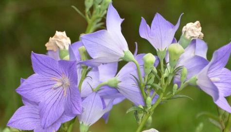 守护一生的花语——以百合为主题的花语探析（百合花的花语与意义）