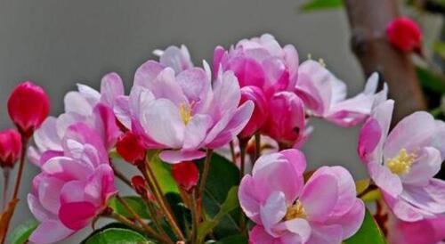 天天开心的花语——向日葵（阳光之花）