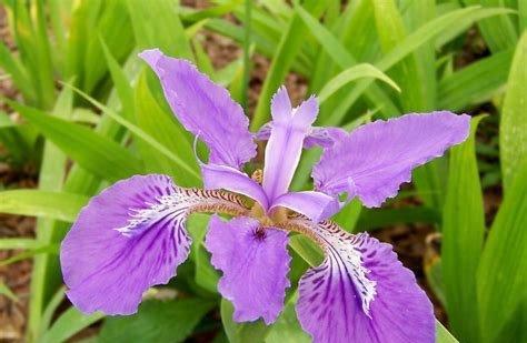 「痛苦之花」-以什么花的花语是痛苦为主题（揭开花语中的痛苦之谜）