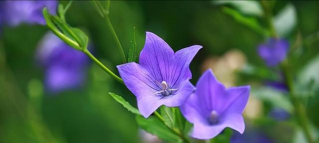 「痛苦之花」-以什么花的花语是痛苦为主题（揭开花语中的痛苦之谜）