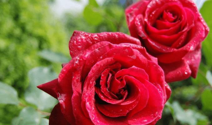 思念之花——康乃馨的花语（康乃馨花语的深刻含义）