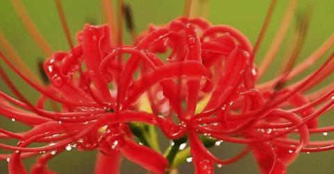 无情之花（揭示无情主题下的不同花的花语及含义）