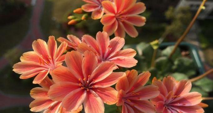 花语相逢-以迎春花为主题的文章（迎春花的花语和相逢的意义）
