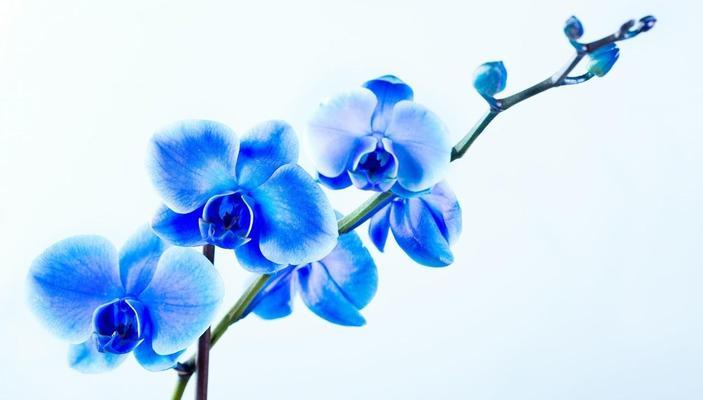 相思花的花语（表达思念之情的鲜花）