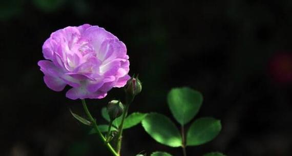 思念爱人——以百合花的花语为主题的文章（传递深情的百合花语与爱人相思之情）