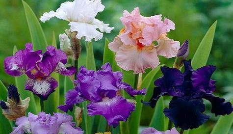 思念爱人——以百合花的花语为主题的文章（传递深情的百合花语与爱人相思之情）