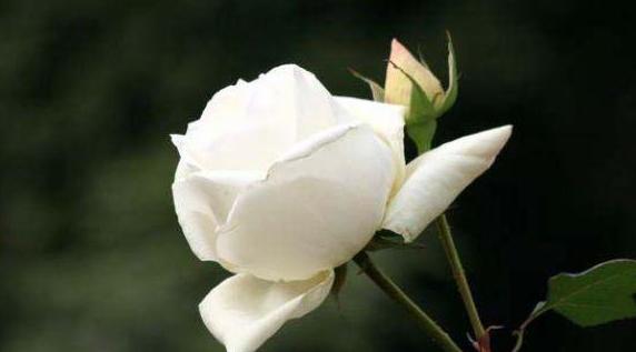 以百合花的花语为主题的《思念你》（表达爱与思念的美丽百合花语）