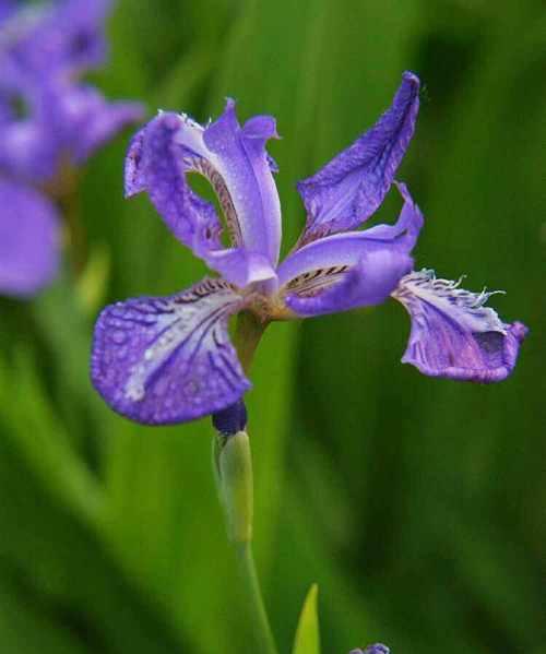 信任之花（茉莉花的花语与信任关系深远）