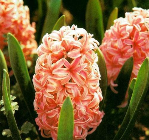 信任之花（茉莉花的花语与信任关系深远）