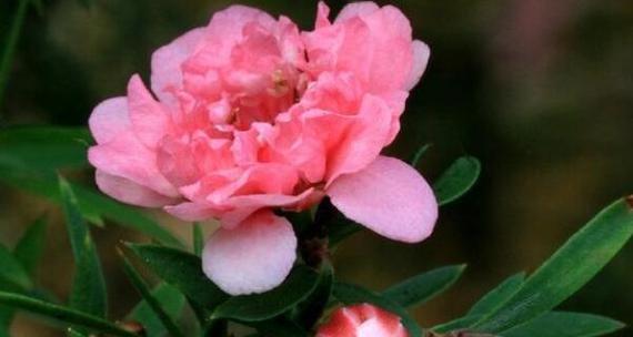 信仰之花——莲花的花语（执着）