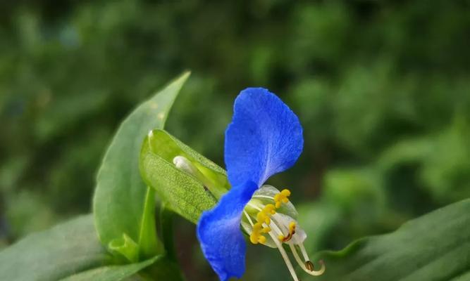 幸运之花——四叶草的花语（探寻幸运的秘密）