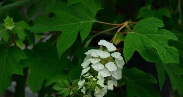 兄妹情深，花开爱满（以兄妹之情）