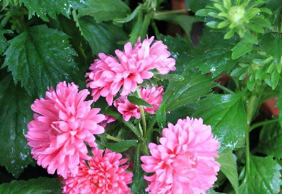 永恒的守护——以百合花为主题的花语（百合花）