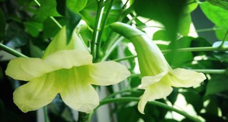 永远幸福的花语——以百合花为主题的文章（百合花）